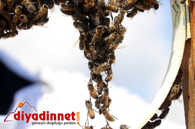 geven tescilli - başladı AĞRI Arıcıların balı mesaisi 20