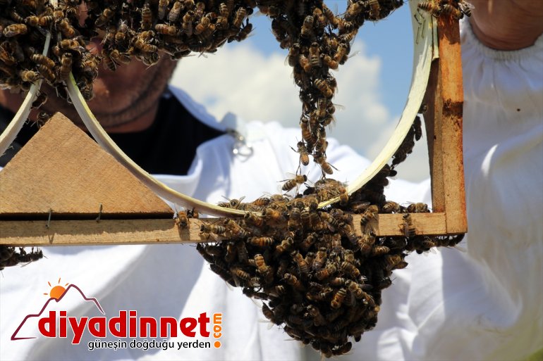 mesaisi başladı balı Arıcıların AĞRI - tescilli geven 21