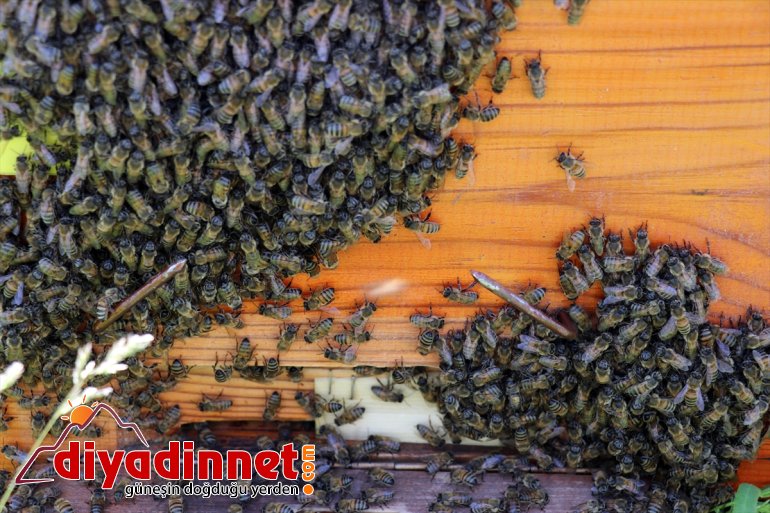 AĞRI Arıcıların tescilli balı başladı geven mesaisi - 22