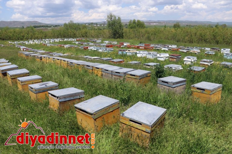 başladı mesaisi balı Arıcıların AĞRI - geven tescilli 23