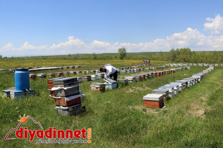 mesaisi - başladı geven balı Arıcıların AĞRI tescilli 6