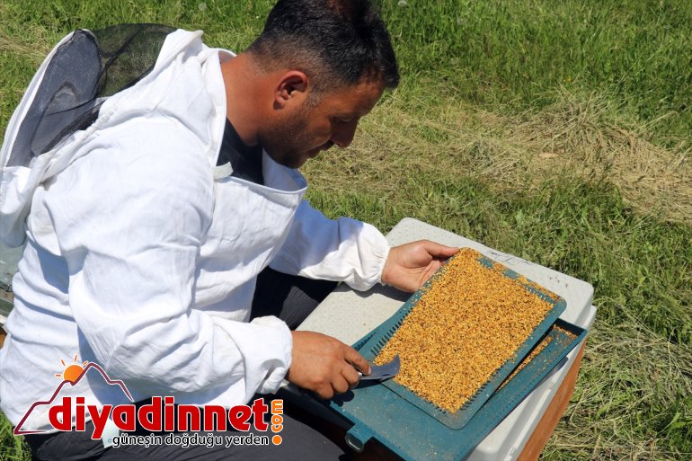 AĞRI Arıcıların geven - tescilli başladı mesaisi balı 7