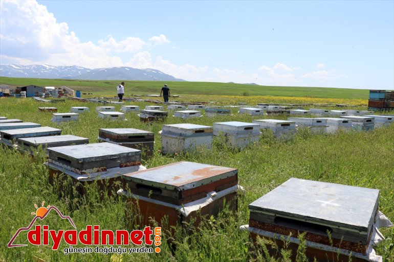 AĞRI - tescilli geven başladı Arıcıların balı mesaisi 8