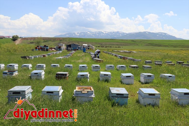 AĞRI Arıcıların tescilli balı mesaisi geven - başladı 9