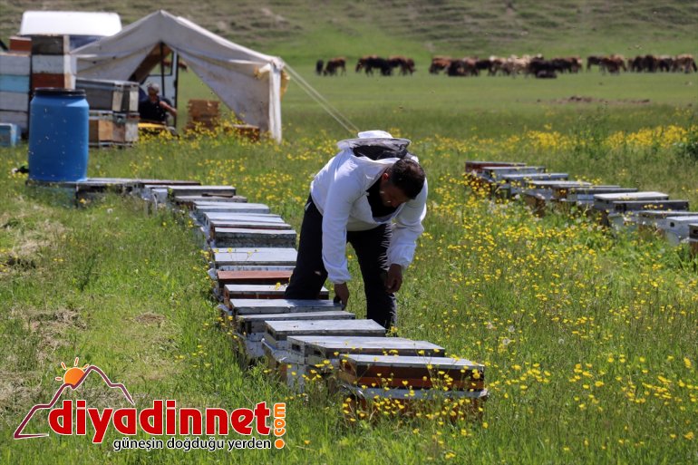 - tescilli başladı balı mesaisi Arıcıların geven AĞRI 10
