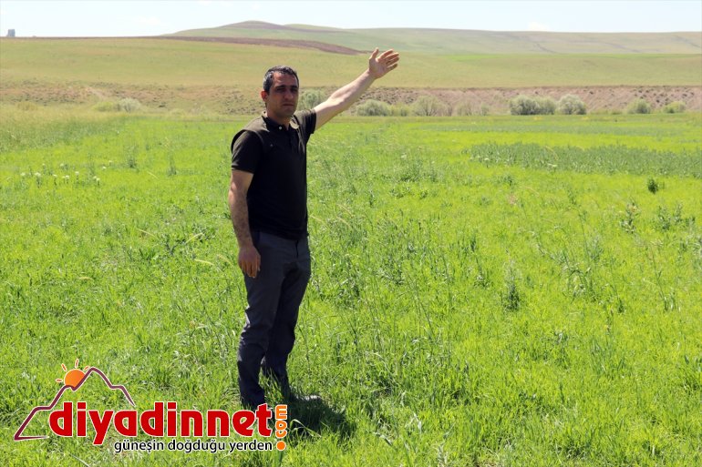 Artvinli Taner öğretmen Ağrı kırsalında ekilmeyen iki araziyi tarıma kazandırdı