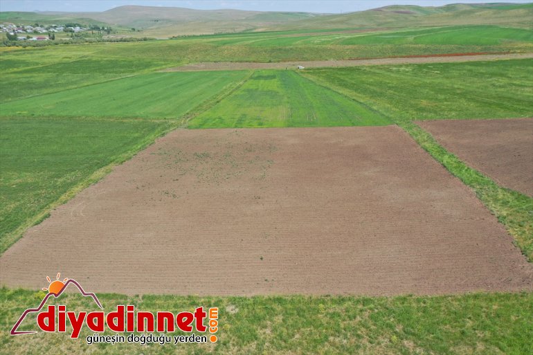 Artvinli araziyi Taner - AĞRI iki kırsalında öğretmen ekilmeyen tarıma Ağrı kazandırdı 5