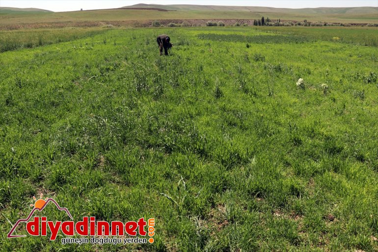 Artvinli AĞRI ekilmeyen kırsalında - öğretmen iki araziyi kazandırdı Ağrı tarıma Taner 7