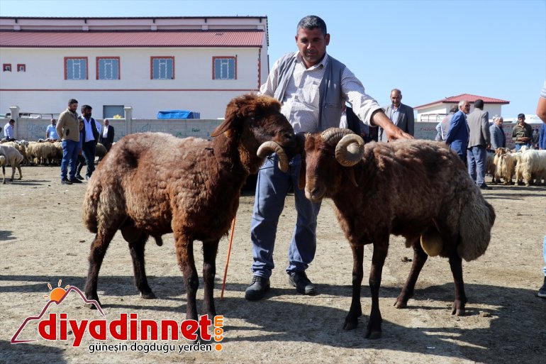 Ağrı'da aylardır özenle bakılan kurbanlıklar pazara indi