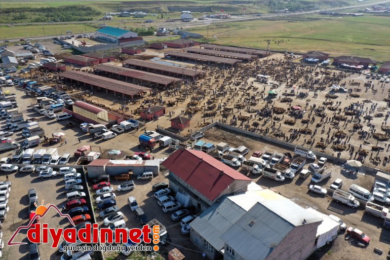 özenle pazara kurbanlıklar Aylardır indi - AĞRI bakılan 2