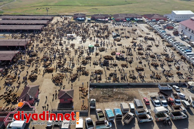 - Aylardır bakılan indi AĞRI özenle pazara kurbanlıklar 11