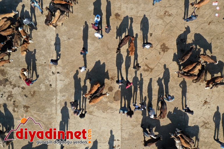 - kurbanlıklar indi pazara Aylardır bakılan AĞRI özenle 12