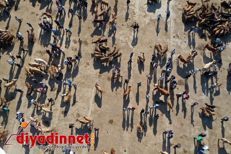 - indi özenle pazara kurbanlıklar AĞRI Aylardır bakılan 3