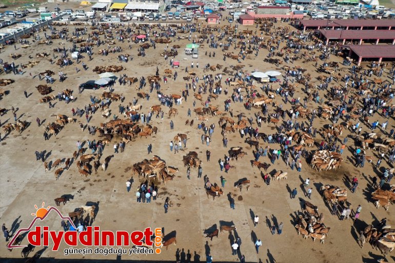 pazara - kurbanlıklar özenle Aylardır indi bakılan AĞRI 4