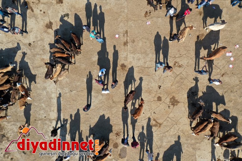 indi Aylardır bakılan - AĞRI pazara kurbanlıklar özenle 5