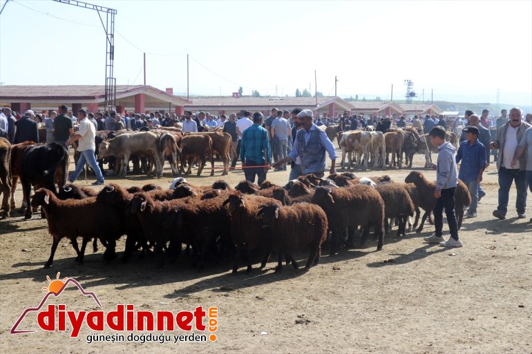 pazara özenle bakılan kurbanlıklar - indi AĞRI Aylardır 6