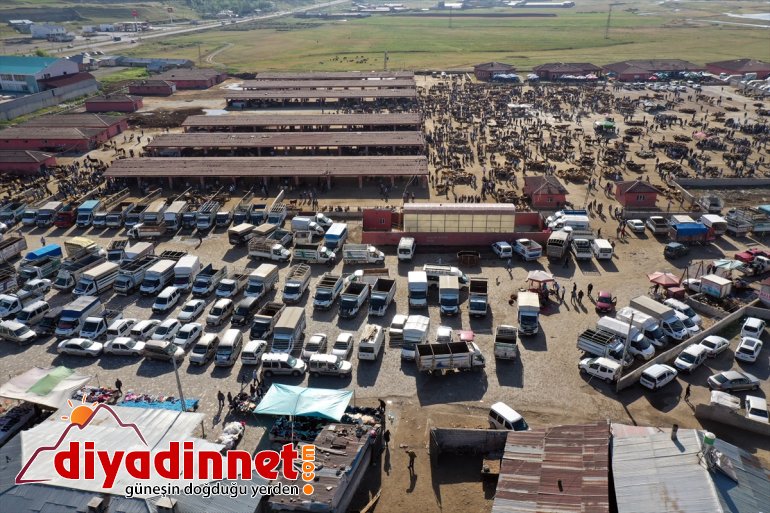 bakılan - indi Aylardır özenle pazara AĞRI kurbanlıklar 8