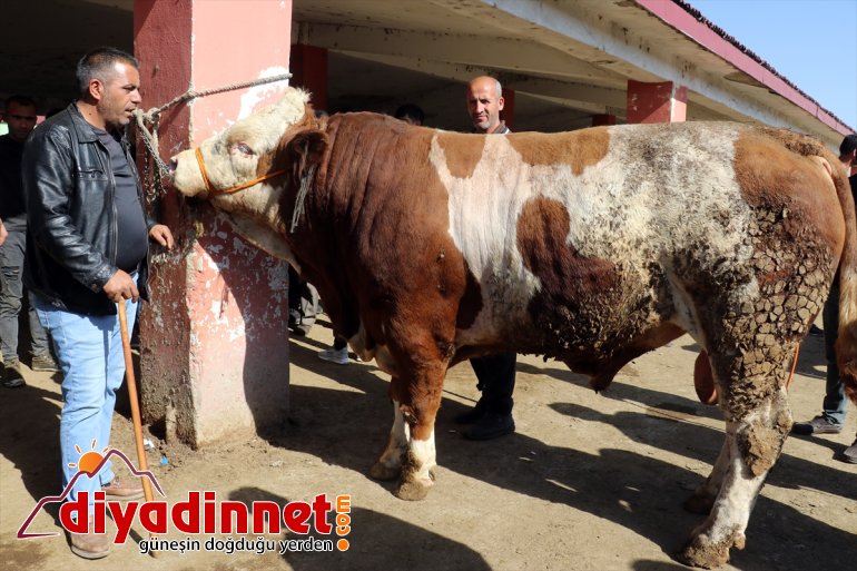 - AĞRI pazara özenle indi bakılan Aylardır kurbanlıklar 9