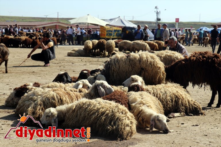 - kurbanlıklar bakılan pazara AĞRI indi Aylardır özenle 10