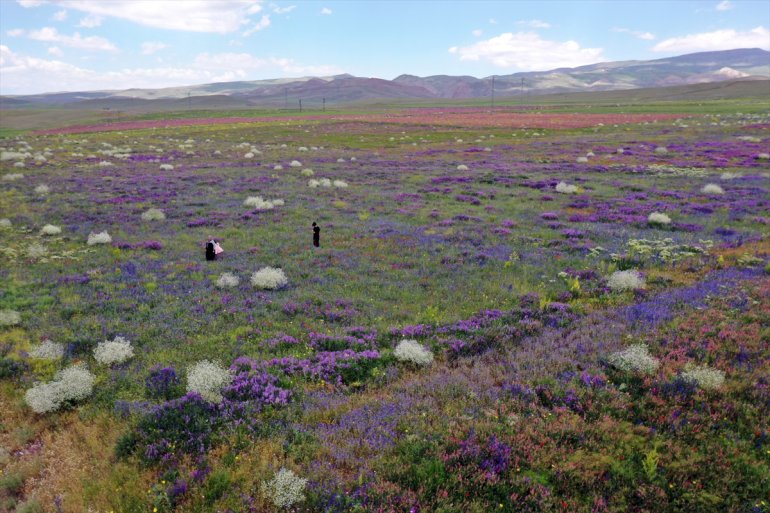 kaplanan dağlar ve rengarenk tarlalar çiçeklerle görüntülendi dronla Ağrı