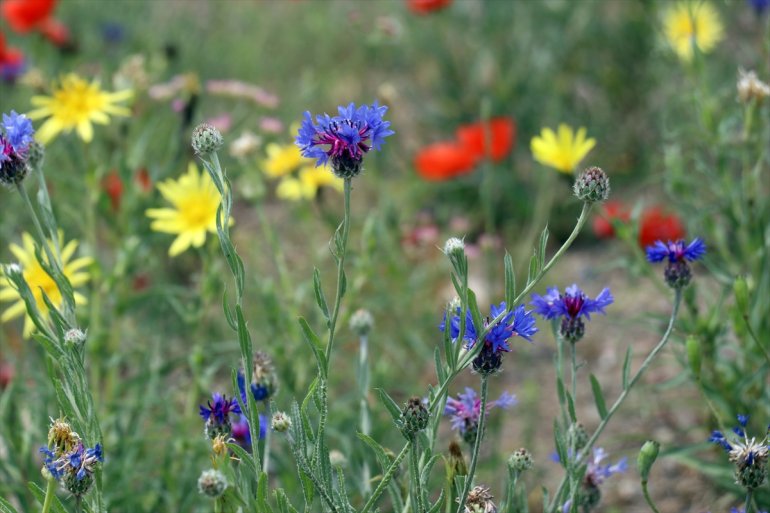 kaplanan rengarenk görüntülendi çiçeklerle Ağrı