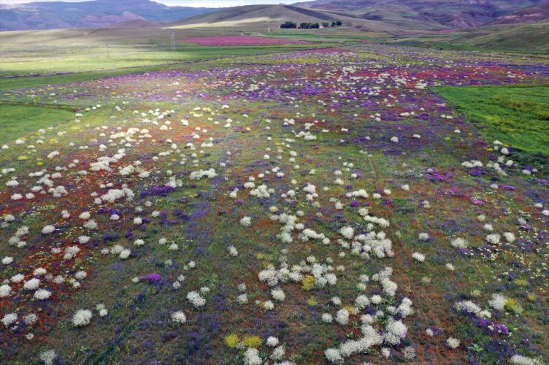 dağlar rengarenk Ağrı