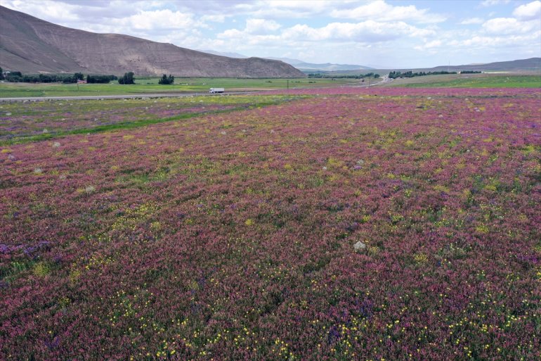 ve çiçeklerle kaplanan rengarenk Ağrı