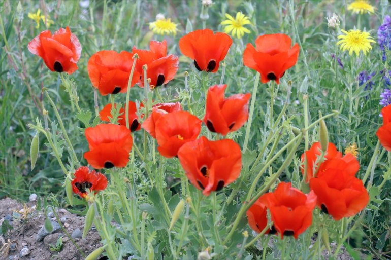 ve rengarenk tarlalar dronla kaplanan çiçeklerle dağlar Ağrı