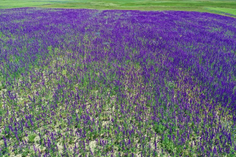 çiçeklerle görüntülendi Ağrı