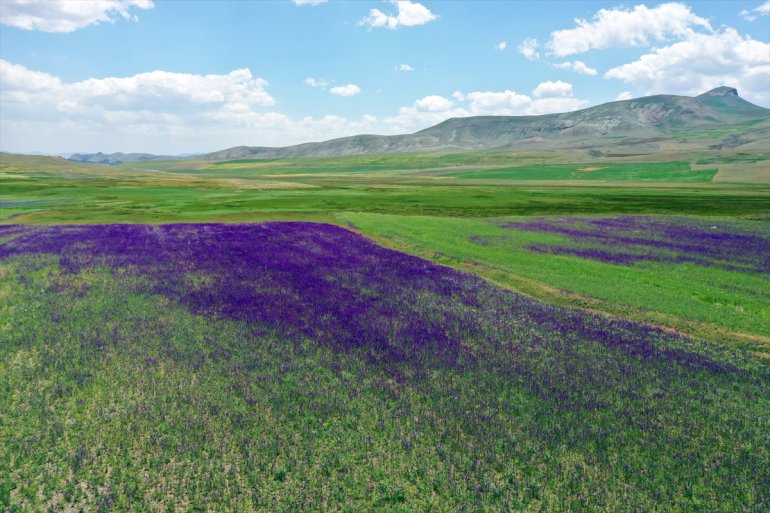 ve rengarenk dronla çiçeklerle görüntülendi dağlar kaplanan tarlalar Ağrı
