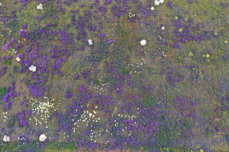 tarlalar çiçeklerle rengarenk görüntülendi dronla ve Ağrı