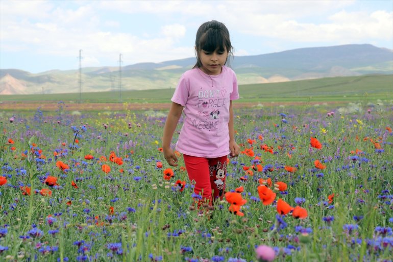 tarlalar dronla rengarenk çiçeklerle görüntülendi kaplanan Ağrı