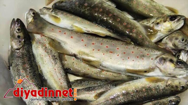 Ardahan'da kırmızı benekli alabalıkları kaçak avlayan kişiye 2 bin 525 lira ceza verildi