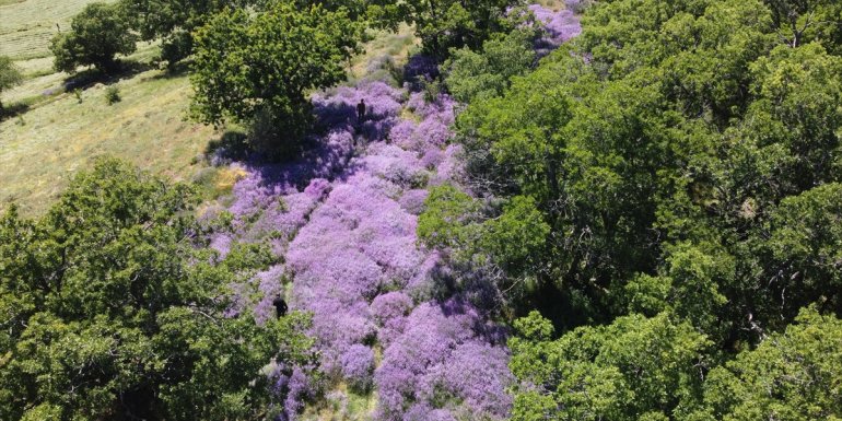 BİNGÖL - Doğa lavantalarla renklendi1