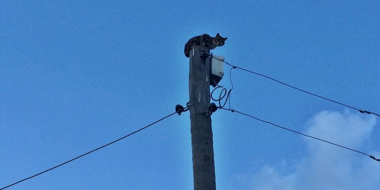 Bingöl'de elektrik direğinde mahsur kalan kedi kurtarıldı