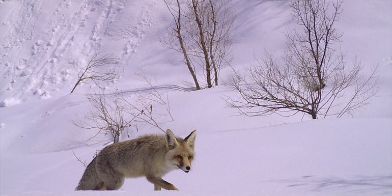 Bingöl'de yaban hayatı fotokapanla görüntülendi