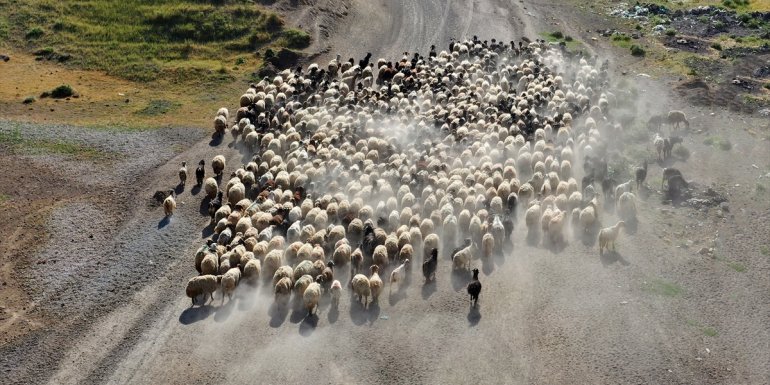 Bitlis'te besiciler küçükbaş hayvanlarını her gün yaylaya çıkartıyor
