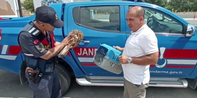 Elazığ'da jandarmanın bulduğu yaralı atmaca ve tavşan tedavi altına alındı
