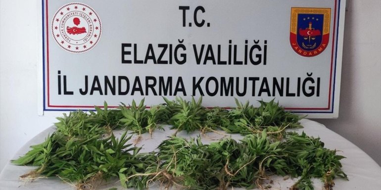 Elazığ'da kayalarla çevirdikleri arazide Hint keneviri yetiştiren 2 zanlı yakalandı