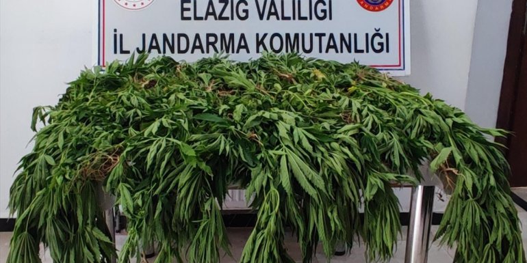 Elazığ'da tarlasında kenevir yetiştiren şüpheli dronla tespit edilerek yakalandı