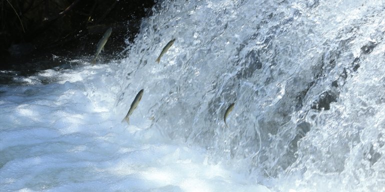 Siraz balıkları üremek için tatlı sulara göçüyor