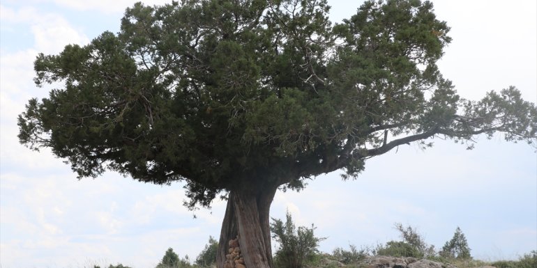 Erzincan'da 615 ve 545 yıllık meşeler "anıt ağaç" olarak korumaya alınacak