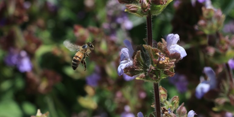Munzur Dağları'nda 2 bin 648 böcek ile 955 bitki türü kayıt altına alındı