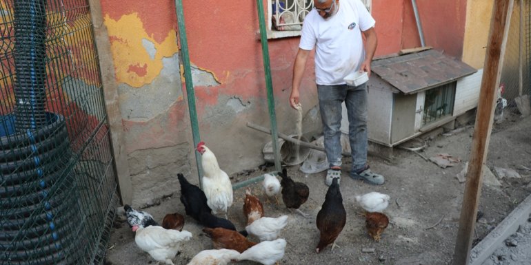 Erzincan'da sahipsiz köpekler 18 tavuğu telef etti