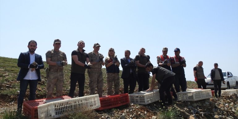 Erzurum'da 500 kınalı keklik doğaya salındı