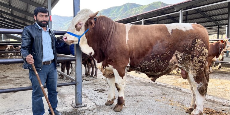 Erzurum'daki hayvan pazarlarında kurban hareketliliği başladı