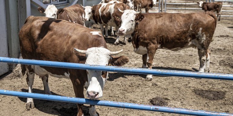 Erzurum'da et ve süt verimi yüksek "elit sürü" projesi hayvancılığa katkı sunacak