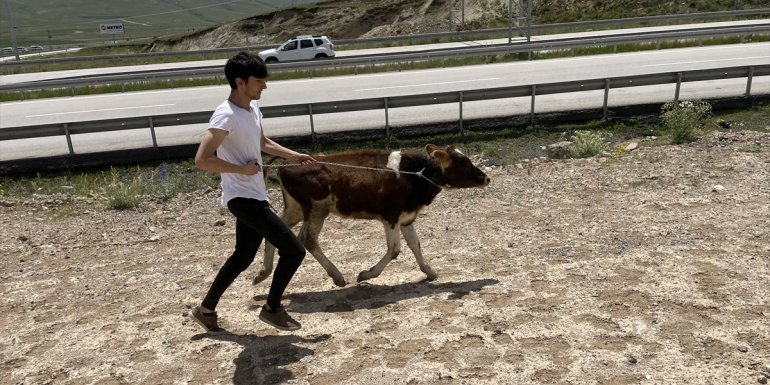 ERZURUM - Kaçan kurbanlık, baba oğula zor anlar yaşattı1