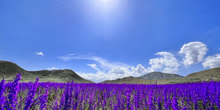 ERZURUM - Mor renkli çiçekler doğayı süsledi1