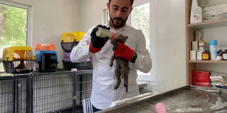 Erzurum'da yaralı bulunan tilki yavrusu korumaya alındı